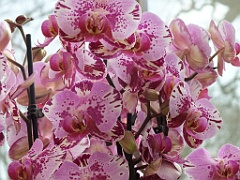 orchidsNL (37)